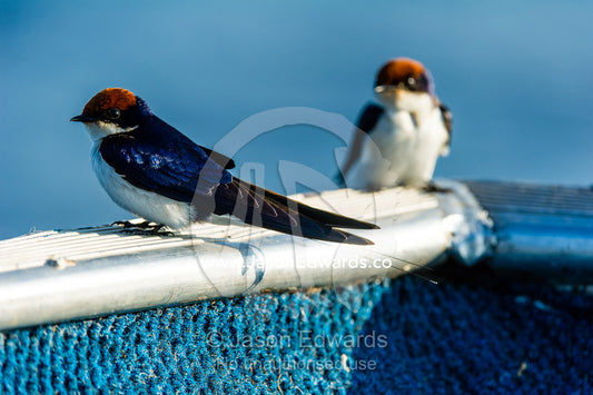 Bright orange head feathers on a Wiretailed Swallow resting on a boat rail. Chobe River, Chobe National Park, Botswana.