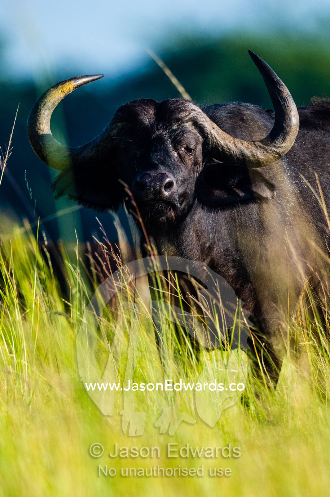 The dangerous pointed horns of an African Buffalo on a floodplain. Chobe River, Chobe National Park, Botswana.