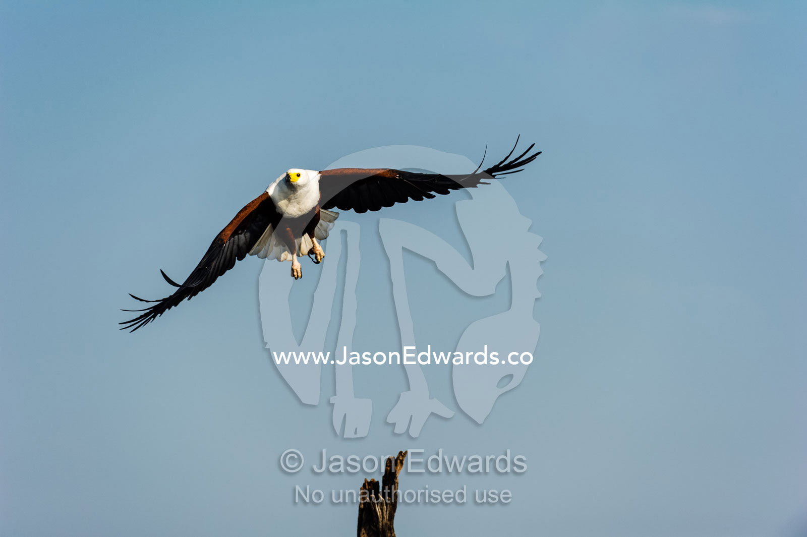 An African Fish Eagle taking flight from a tree. Chobe River, Chobe National Park, Botswana.