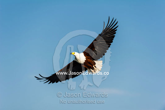 An African Fish Eagle soaring through the sky. Chobe River, Chobe National Park, Botswana.