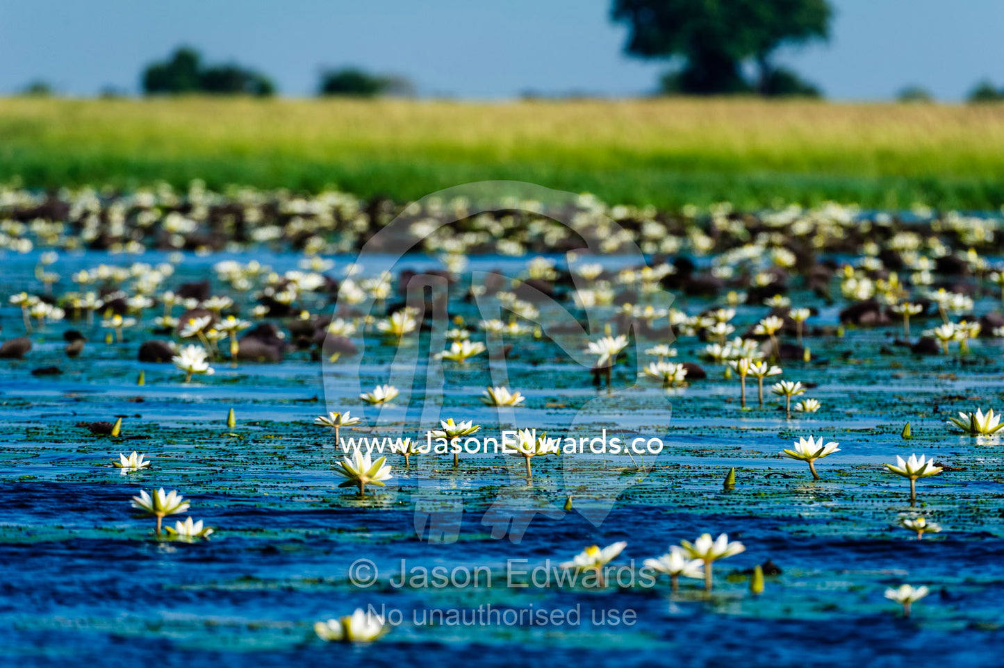 The surface of a wetland covered in Water Lily flowers. Chobe River, Chobe National Park, Botswana.