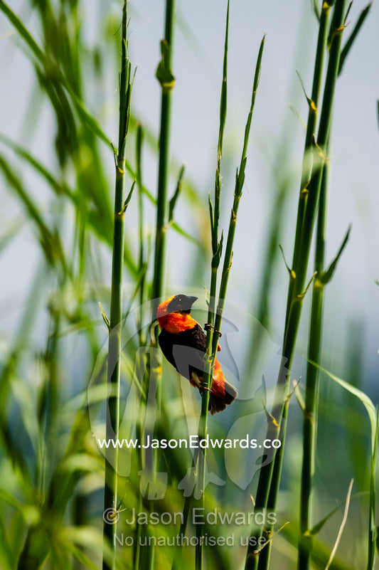 A Red Bishop feeding on seeds in a reed bed. Chobe River, Chobe National Park, Botswana.