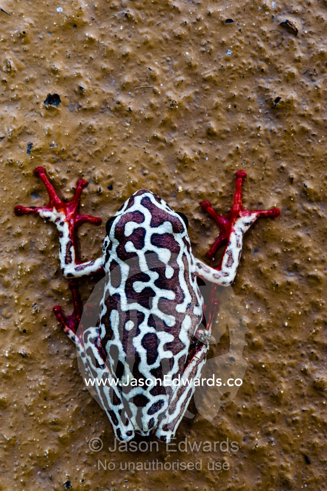 The bright red toes and colourful mosaic patterns on the back of an Painted Reed Frog. Chobe River, Chobe National Park, Botswana.