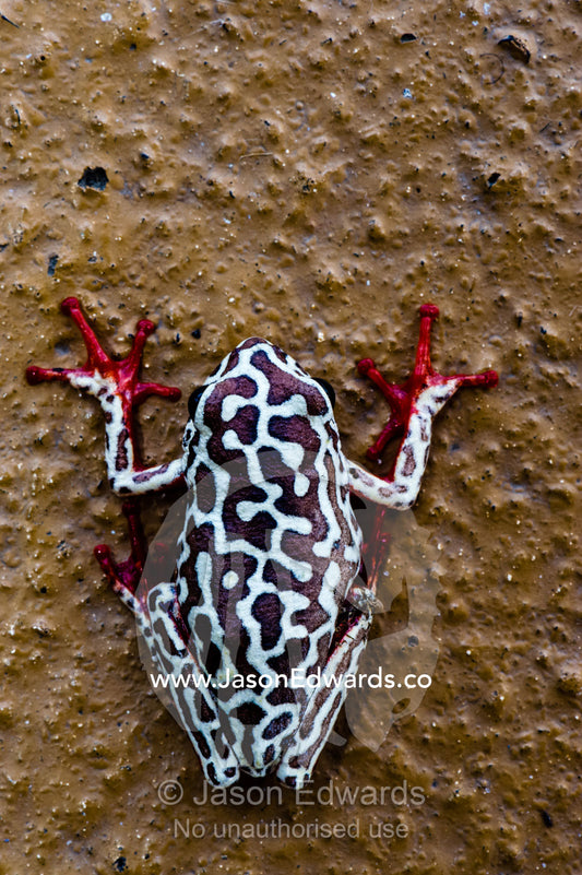 The bright red toes and colourful mosaic patterns on the back of an Painted Reed Frog. Chobe River, Chobe National Park, Botswana.