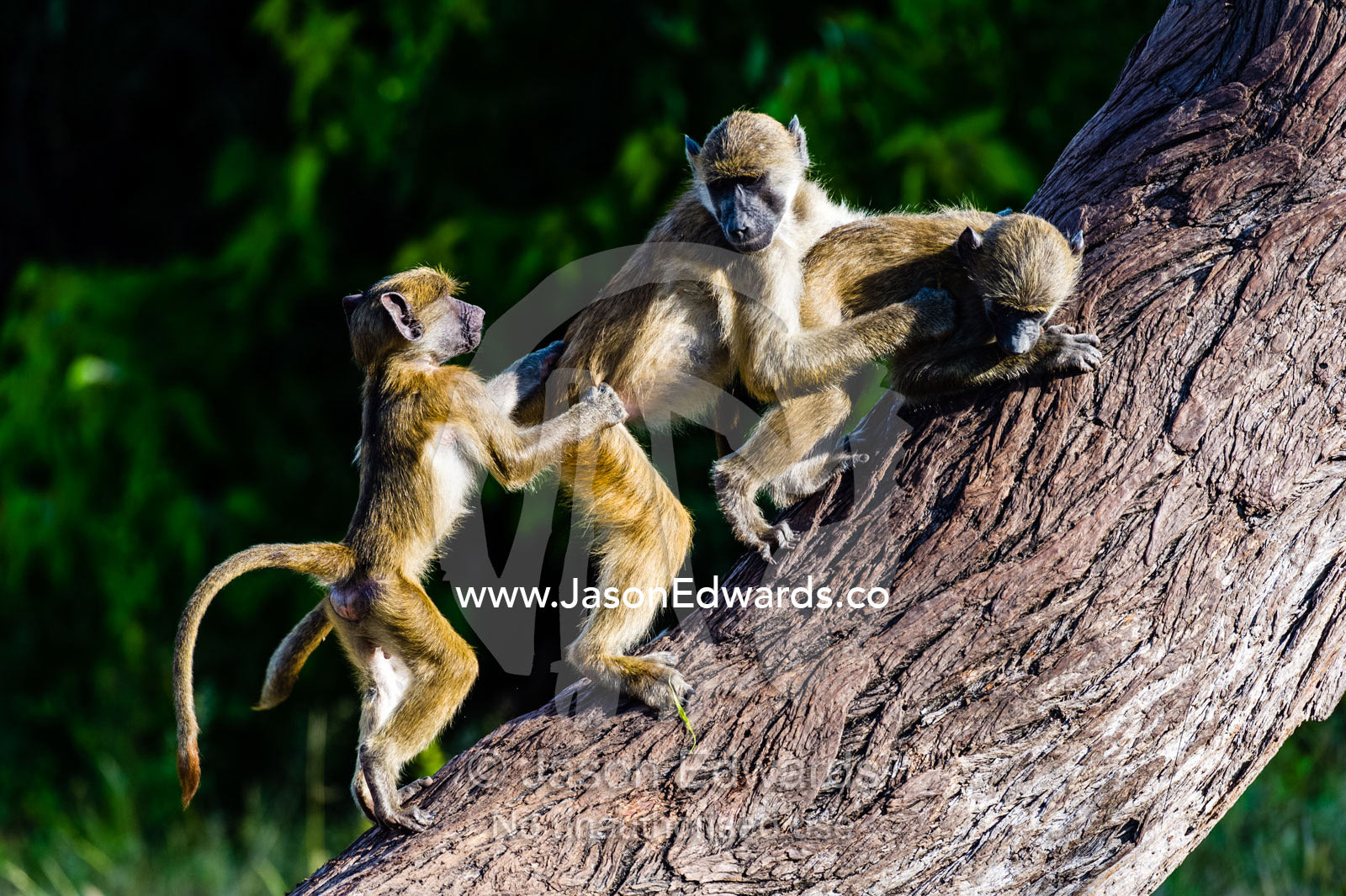 A group of you Chacma Baboons play fighting on a tree trunk. Chobe River, Chobe National Park, Botswana.