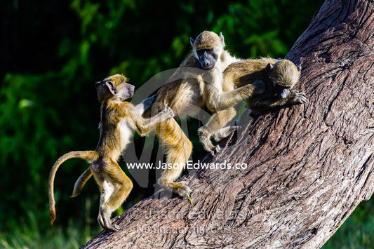 A group of you Chacma Baboons play fighting on a tree trunk. Chobe River, Chobe National Park, Botswana.