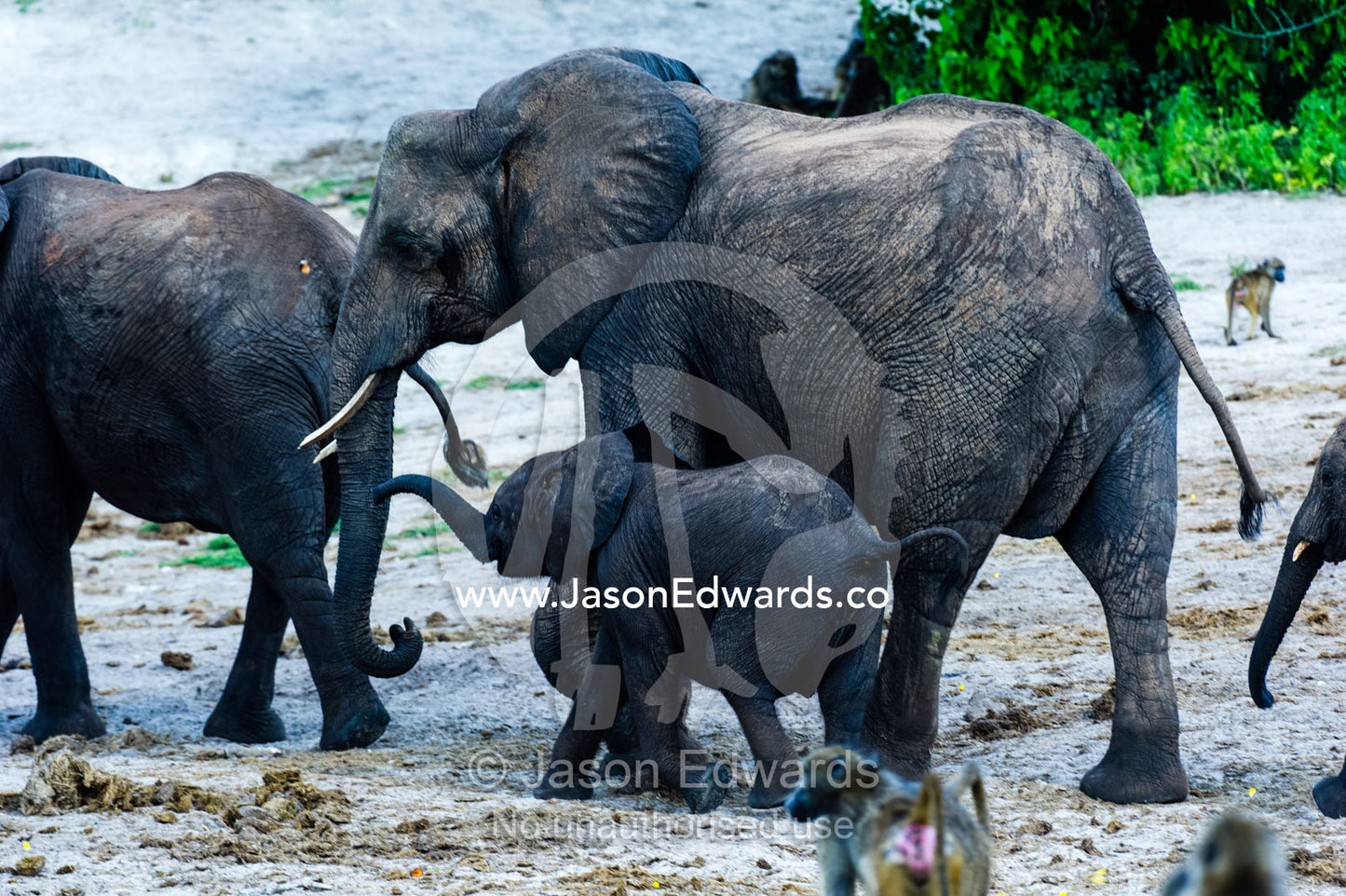 An African Elephant calf running along a riverbank with it's mother. Chobe River, Chobe National Park, Botswana.