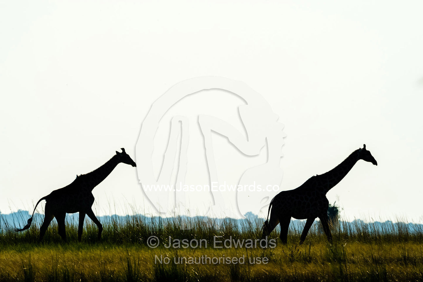 The silhouette of a pair of Giraffe's walking on a floodplain. Chobe River, Chobe National Park, Botswana.