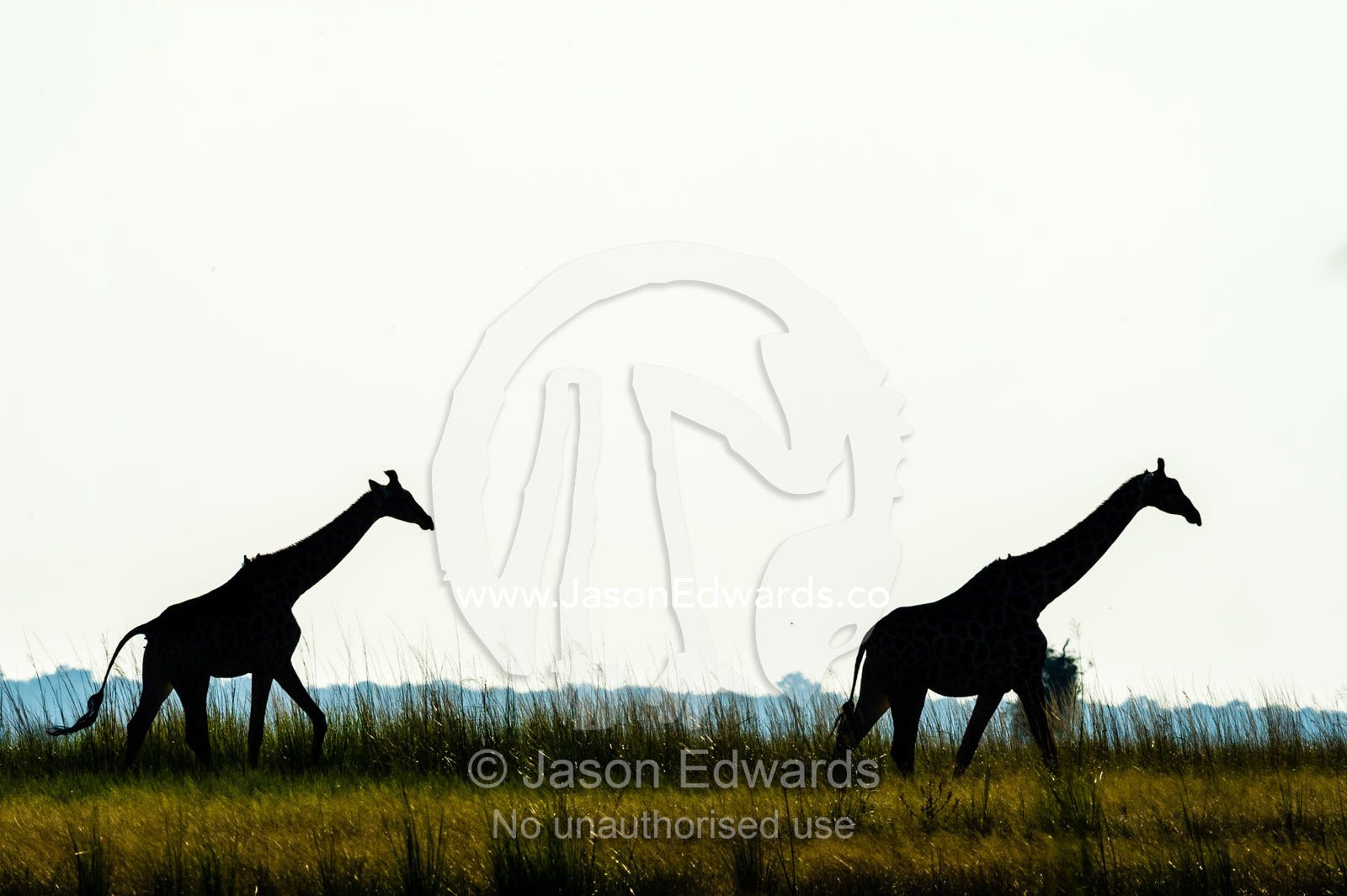 The silhouette of a pair of Giraffe's walking on a floodplain. Chobe River, Chobe National Park, Botswana.