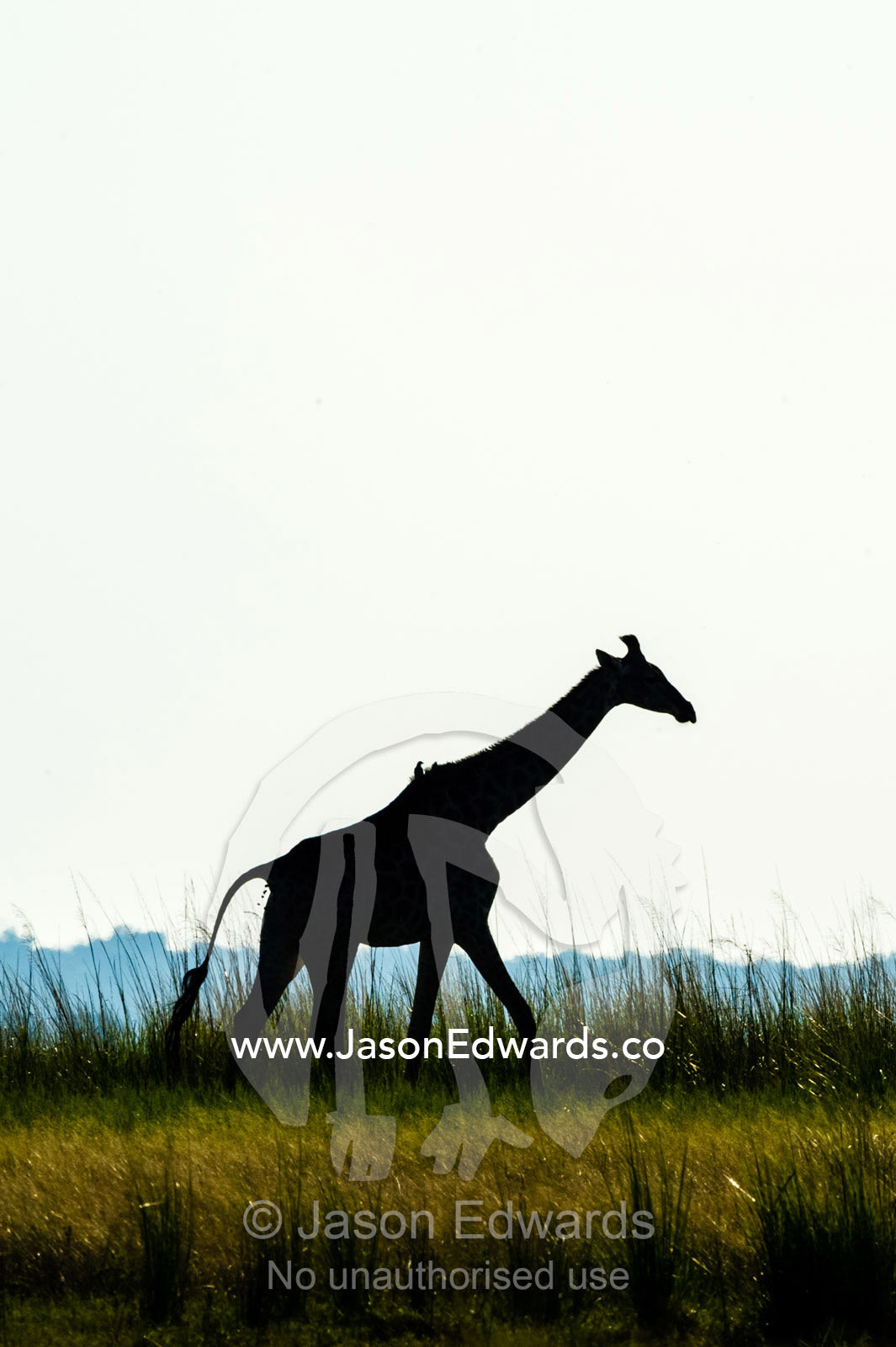 The silhouette of a Giraffe walking on a floodplain. Chobe River, Chobe National Park, Botswana.