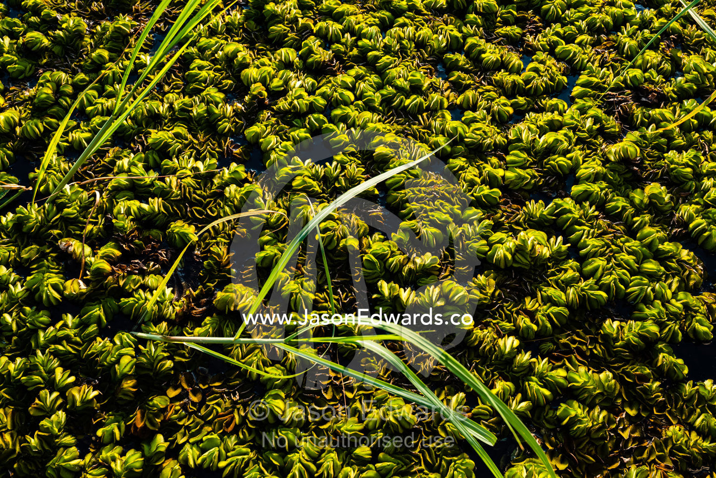 An introduced water plant suffocating the surface of a wetland. Chobe River, Chobe National Park, Botswana.