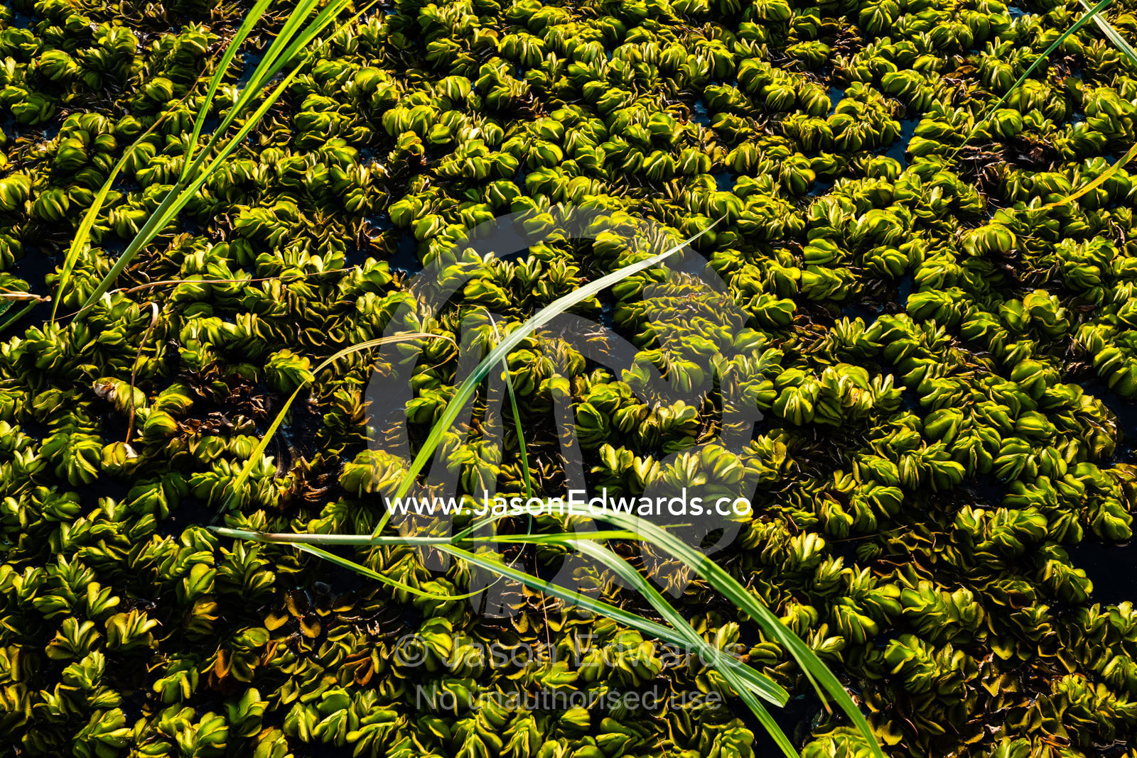An introduced water plant suffocating the surface of a wetland. Chobe River, Chobe National Park, Botswana.