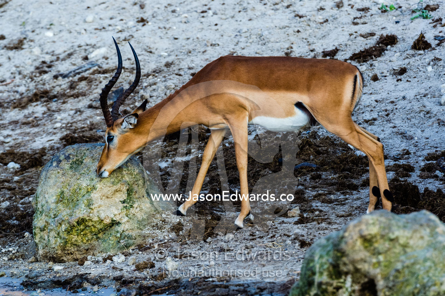 A male Impala licking a rock to obtain minerals. Chobe River, Chobe National Park, Botswana.