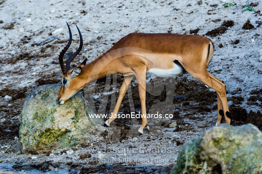 A male Impala licking a rock to obtain minerals. Chobe River, Chobe National Park, Botswana.