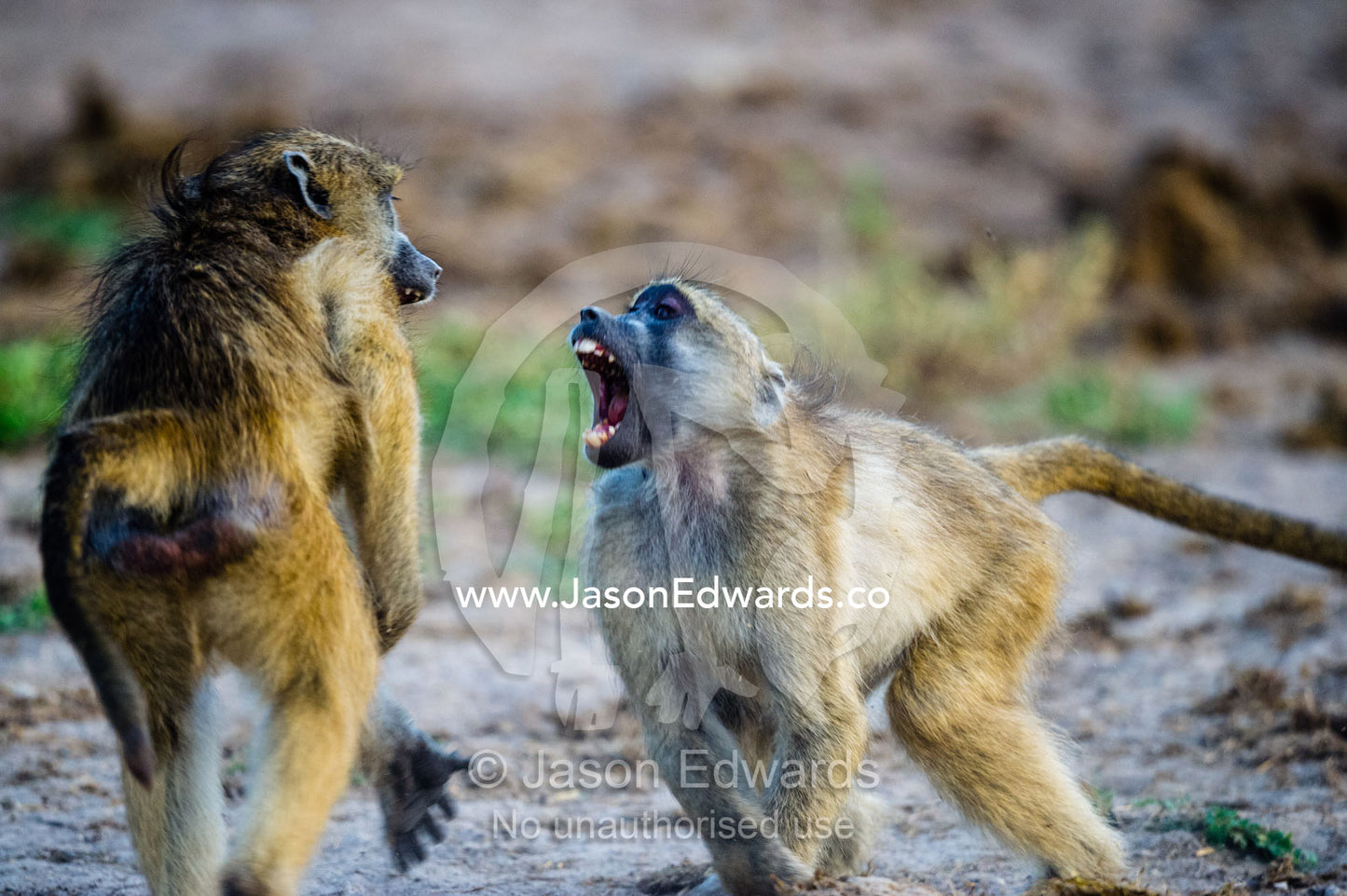 A pair of sub-adult Chacma Baboons fighting on a river shore. Chobe River, Chobe National Park, Botswana.