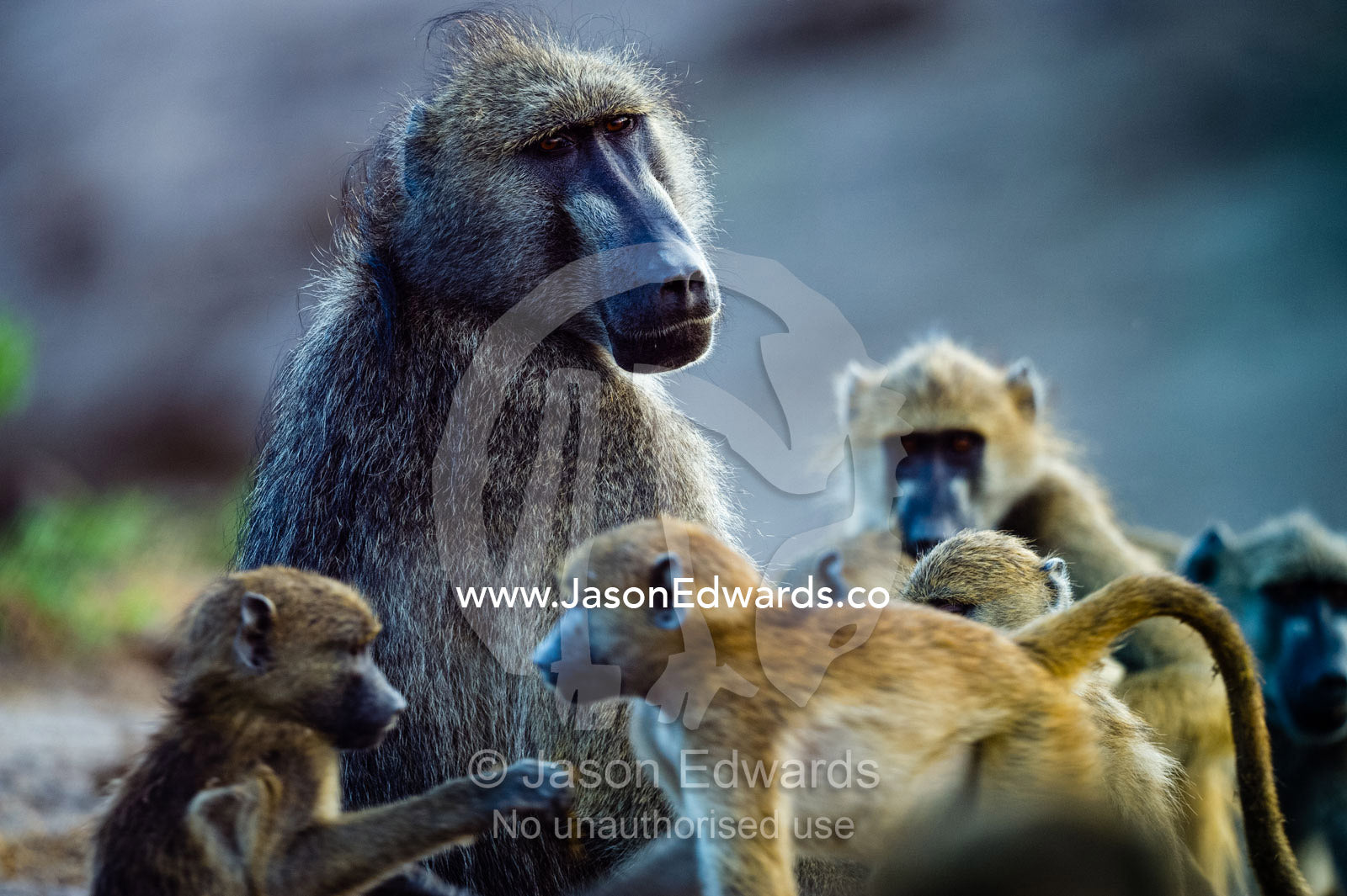 A female Chacma Baboon surrounded by a creche of infants. Chobe River, Chobe National Park, Botswana.