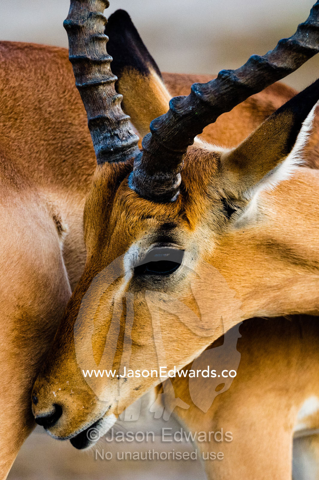 A male Impala grooming it's flank with it's tongue. Chobe River, Chobe National Park, Botswana.