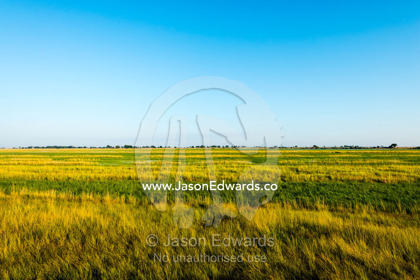 A lush floodplain covered in reeds and grasses. Chobe River, Chobe National Park, Botswana.