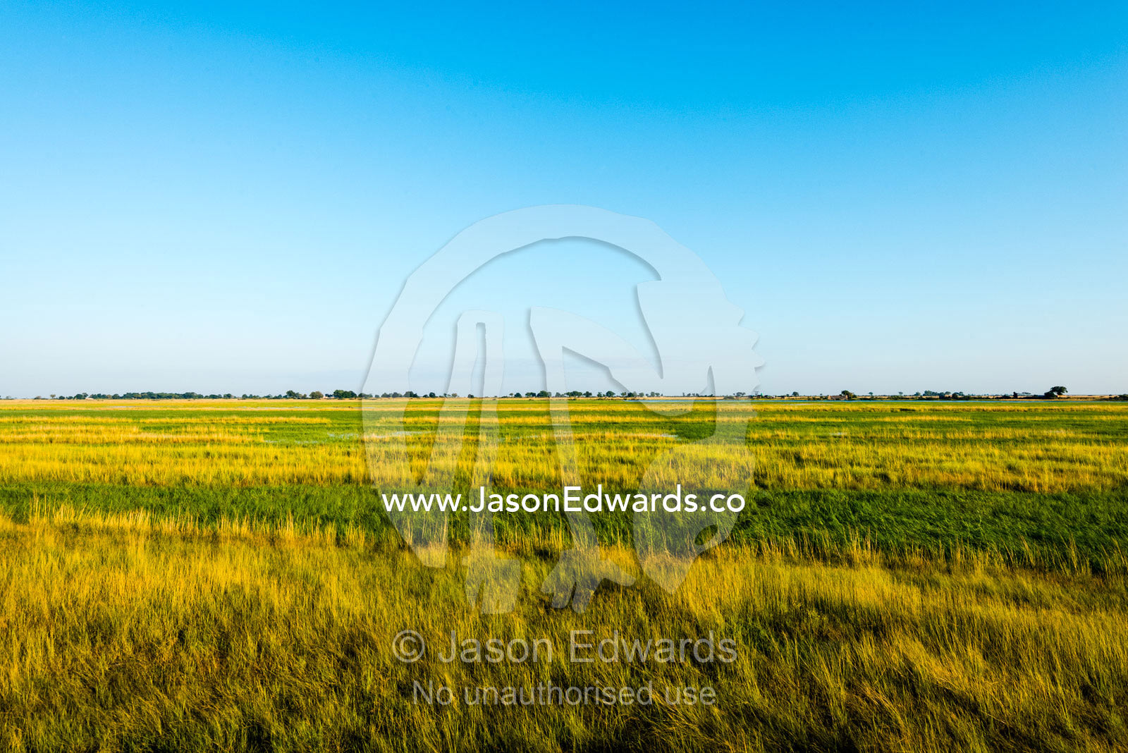 A lush floodplain covered in reeds and grasses. Chobe River, Chobe National Park, Botswana.