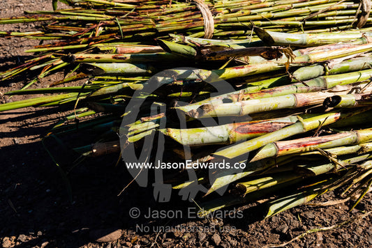 Bundles of sugar cane harvested from a farm on the shoe of a river. Chobe River, Chobe National Park, Botswana.