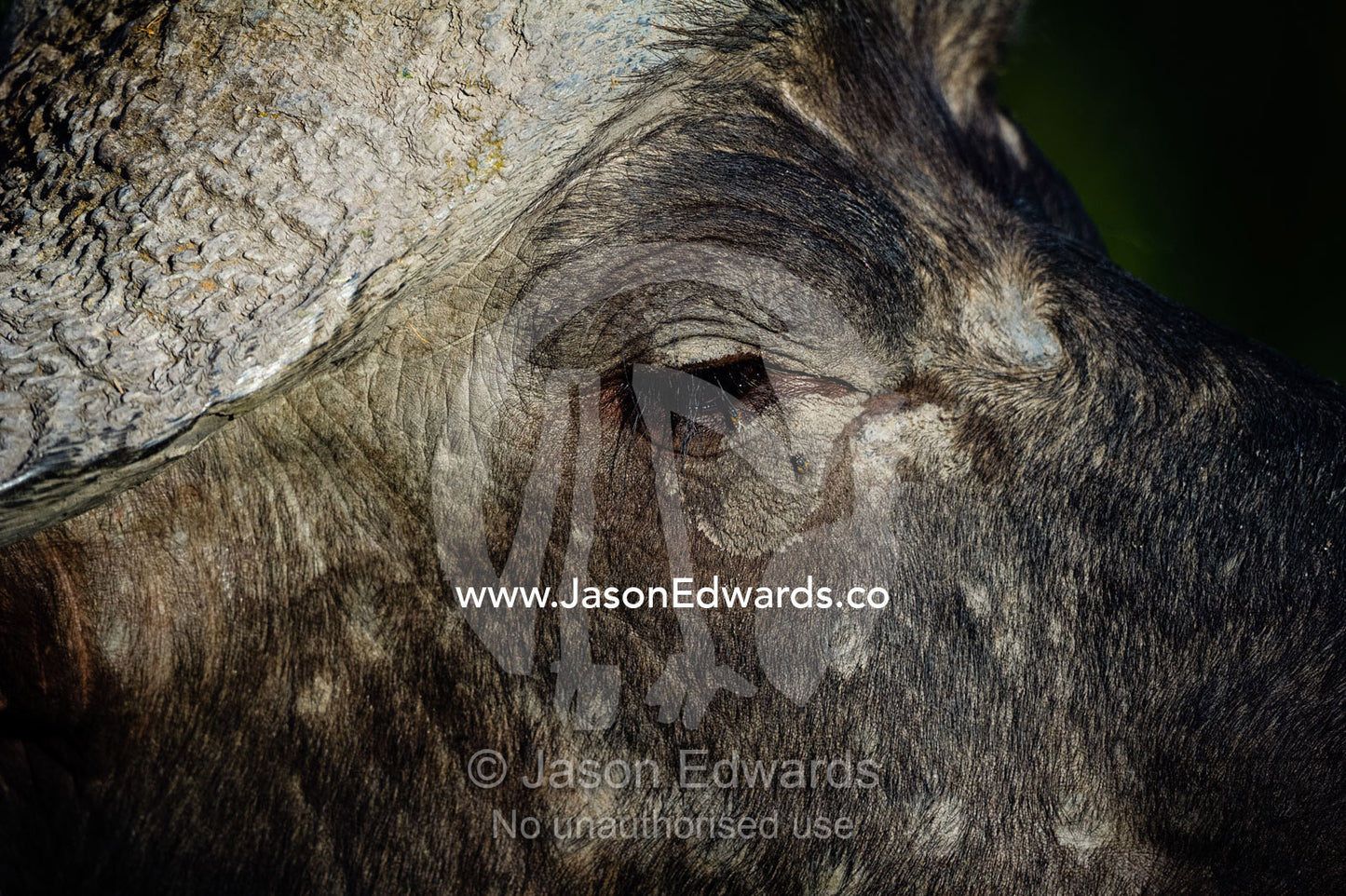 A detail of the face and eye of an African Buffalo. Duba Plains Camp, Ngamiland West, Botswana.
