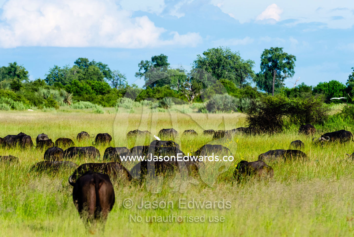 A herd of African Buffalo grazing on a grass floodplain. Duba Plains Camp, Ngamiland West, Botswana.
