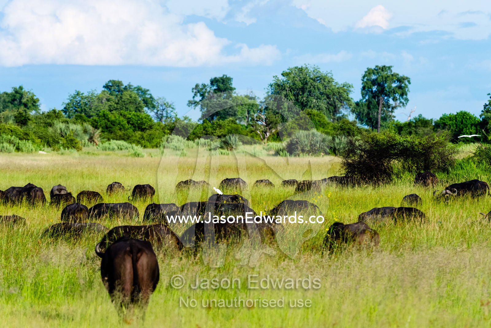 A herd of African Buffalo grazing on a grass floodplain. Duba Plains Camp, Ngamiland West, Botswana.