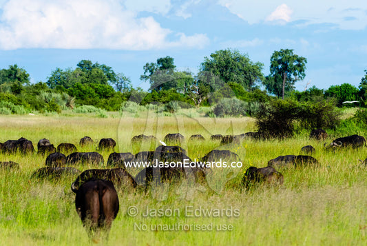 A herd of African Buffalo grazing on a grass floodplain. Duba Plains Camp, Ngamiland West, Botswana.