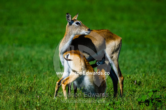 A Red Lechwe suckling her calf on a floodplain. Duba Plains Camp, Ngamiland West, Botswana.