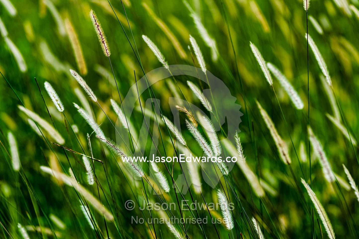 Backlit seed heads on reeds on a floodplain. Duba Plains Camp, Ngamiland West, Botswana.