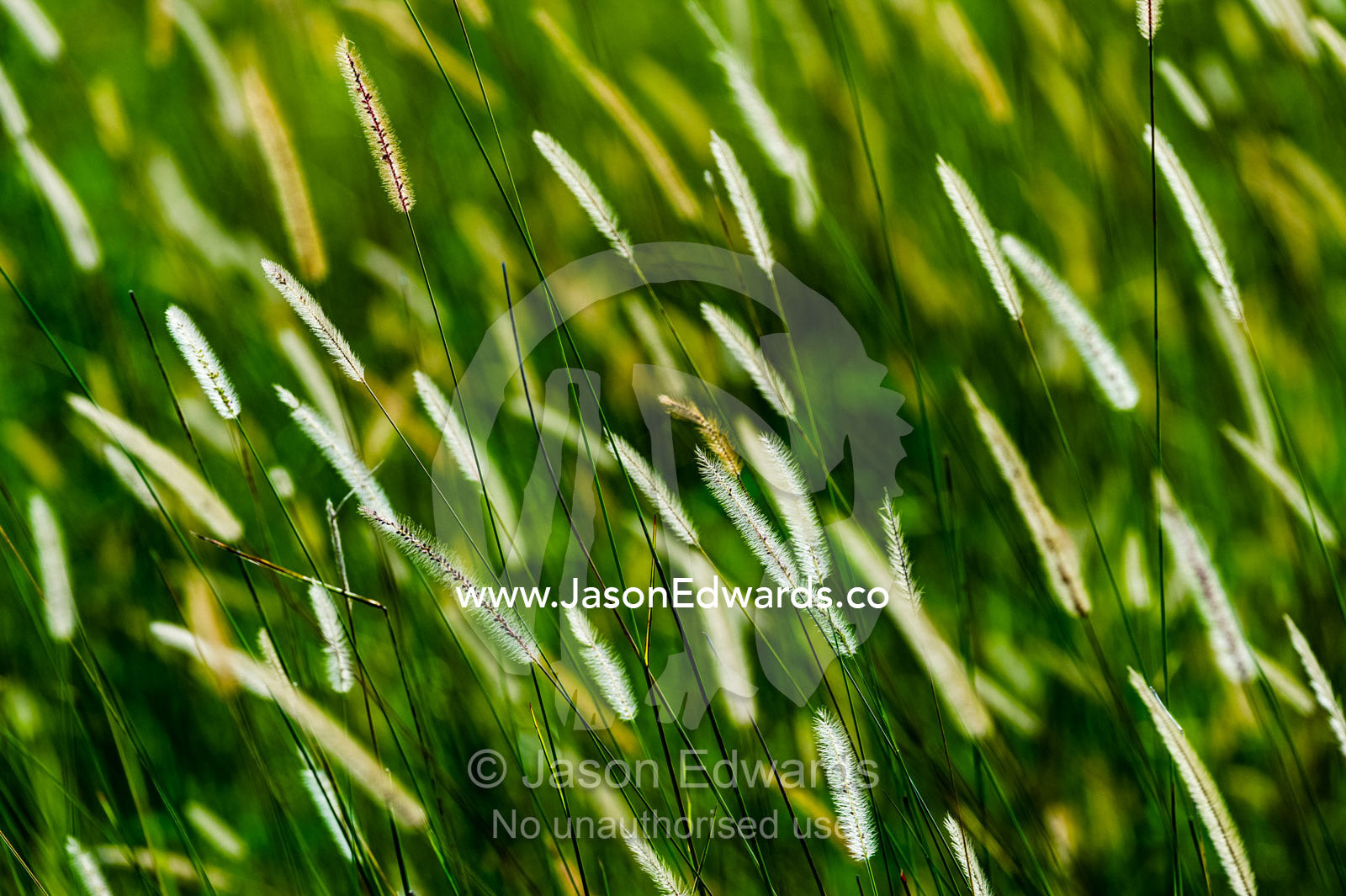 Backlit seed heads on reeds on a floodplain. Duba Plains Camp, Ngamiland West, Botswana.
