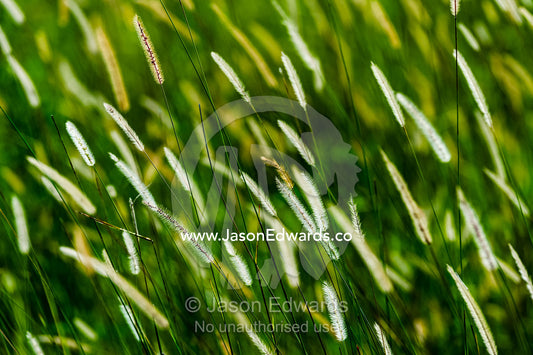 Backlit seed heads on reeds on a floodplain. Duba Plains Camp, Ngamiland West, Botswana.