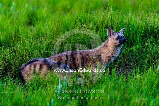 An Aardwolf and her pup emerge from the den on a floodplain. Duba Plains Camp, Ngamiland West, Botswana.