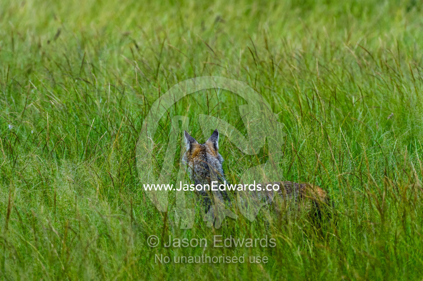 A Black-backed Jackal hiding in the grass on a floodplain. Duba Plains Camp, Ngamiland West, Botswana.