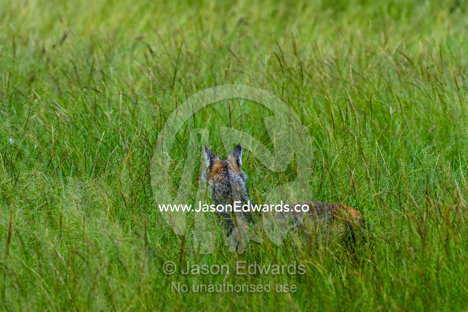 A Black-backed Jackal hiding in the grass on a floodplain. Duba Plains Camp, Ngamiland West, Botswana.