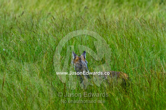 A Black-backed Jackal hiding in the grass on a floodplain. Duba Plains Camp, Ngamiland West, Botswana.