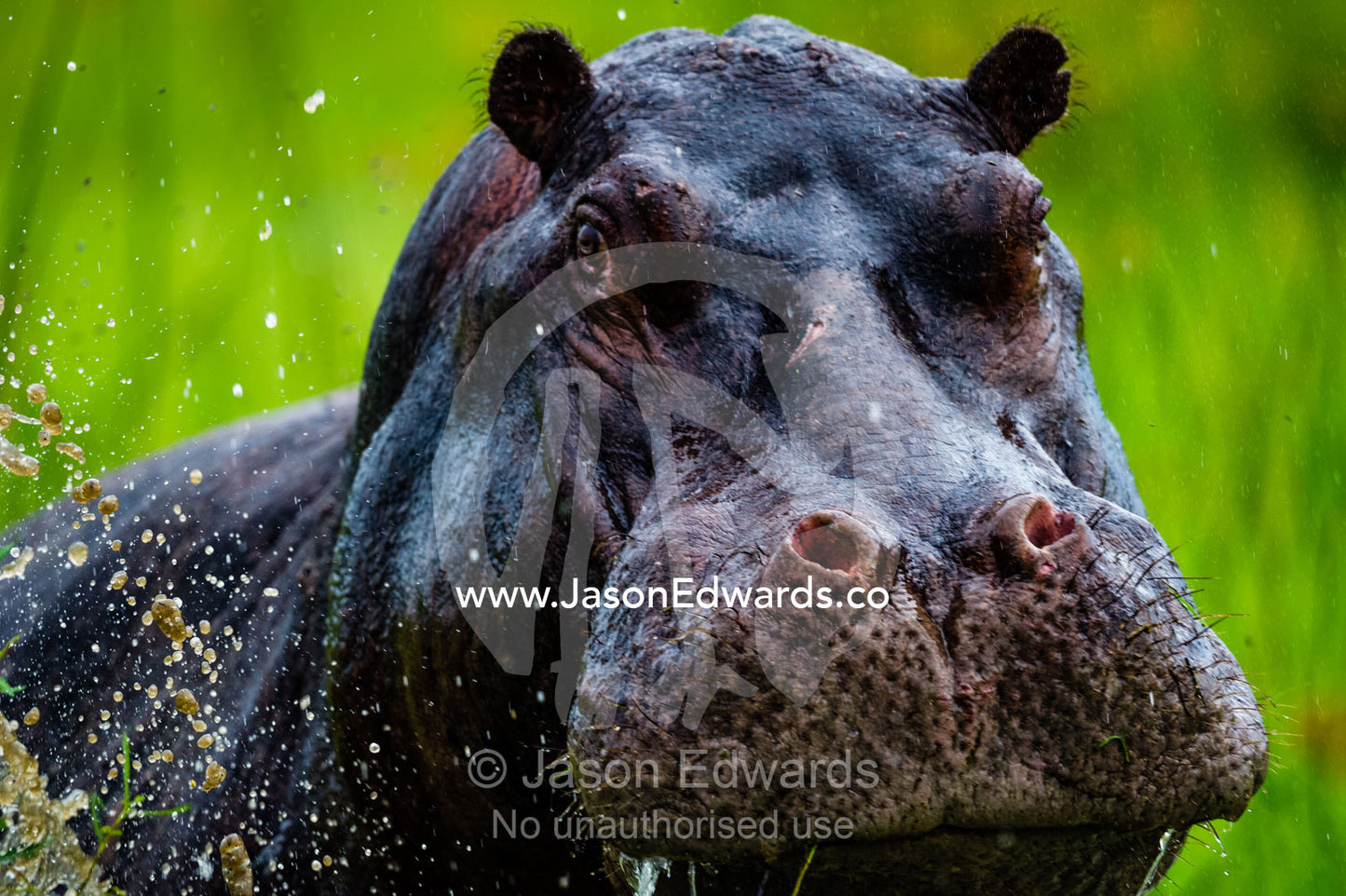 An aggressive Nile Hippopotamus charging in a wetland. Duba Plains Camp, Ngamiland West, Botswana.