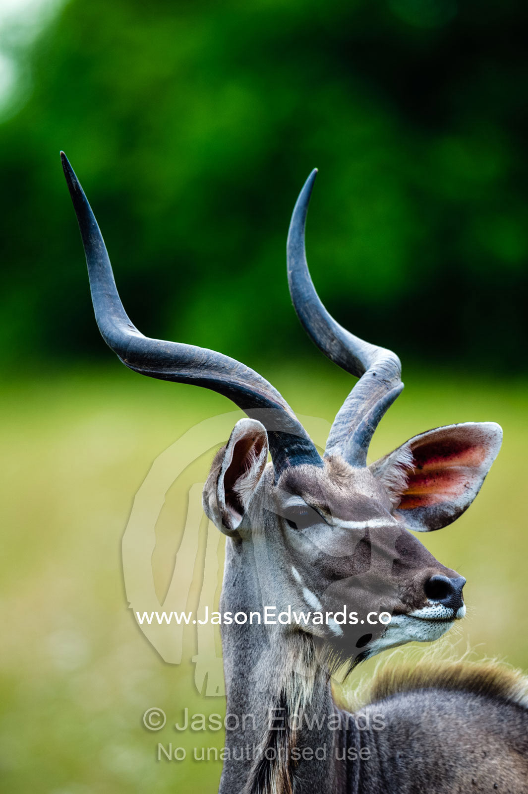 The long spiral horns of an elegant Greater Kudu listening with large ears. Duba Plains Camp, Ngamiland West, Botswana.