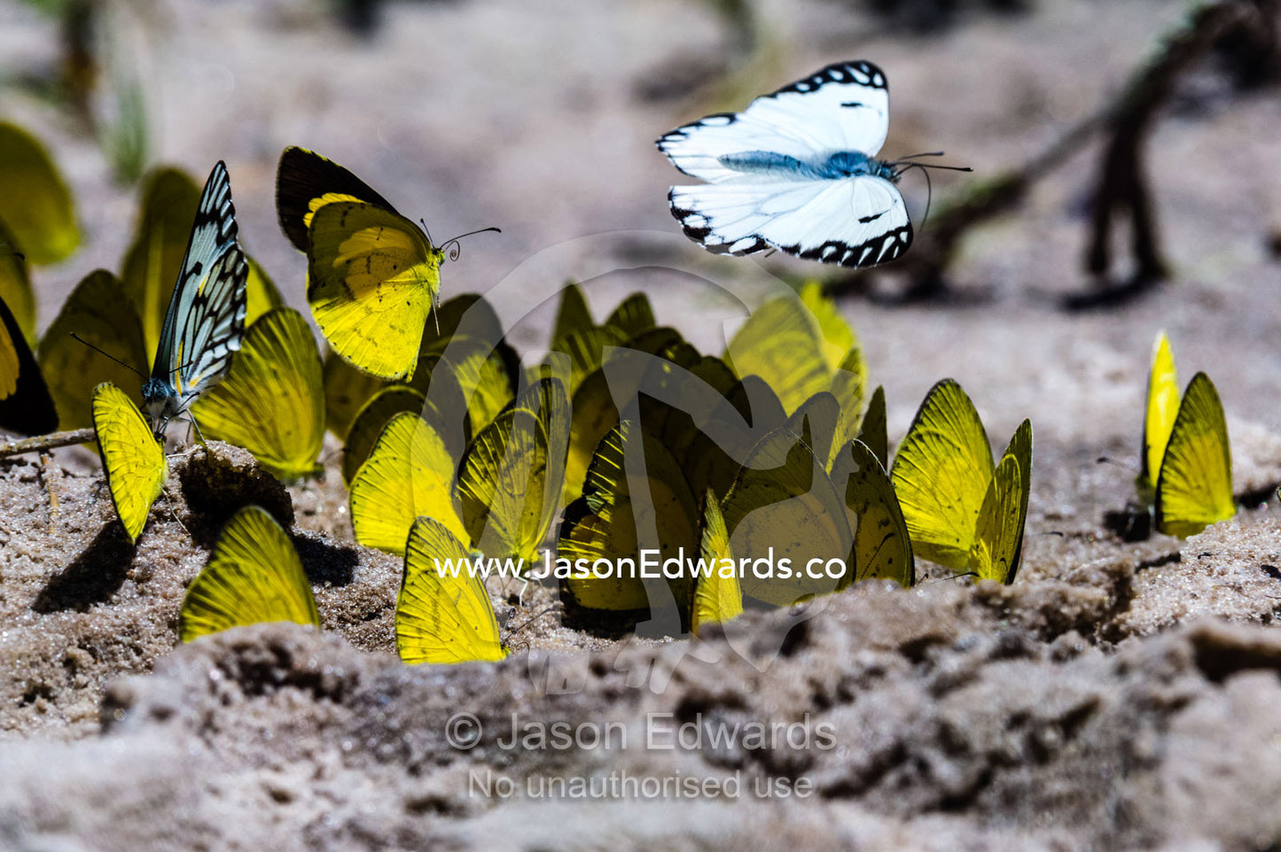 A kaleidoscope of sulphur butterflies drinking minerals from elephant urine in the sand. Zarafa Camp, Zibadianja Lagoon, Savute Channel, Linyanti, Botswana.