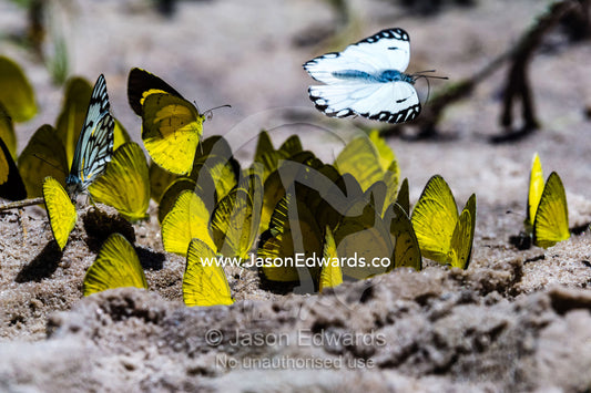 A kaleidoscope of sulphur butterflies drinking minerals from elephant urine in the sand. Zarafa Camp, Zibadianja Lagoon, Savute Channel, Linyanti, Botswana.