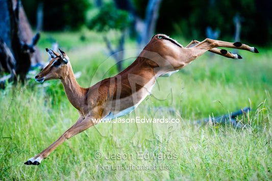 An elegant Impala leaping though the air in a woodland. Zarafa Camp, Zibadianja Lagoon, Savute Channel, Linyanti, Botswana.