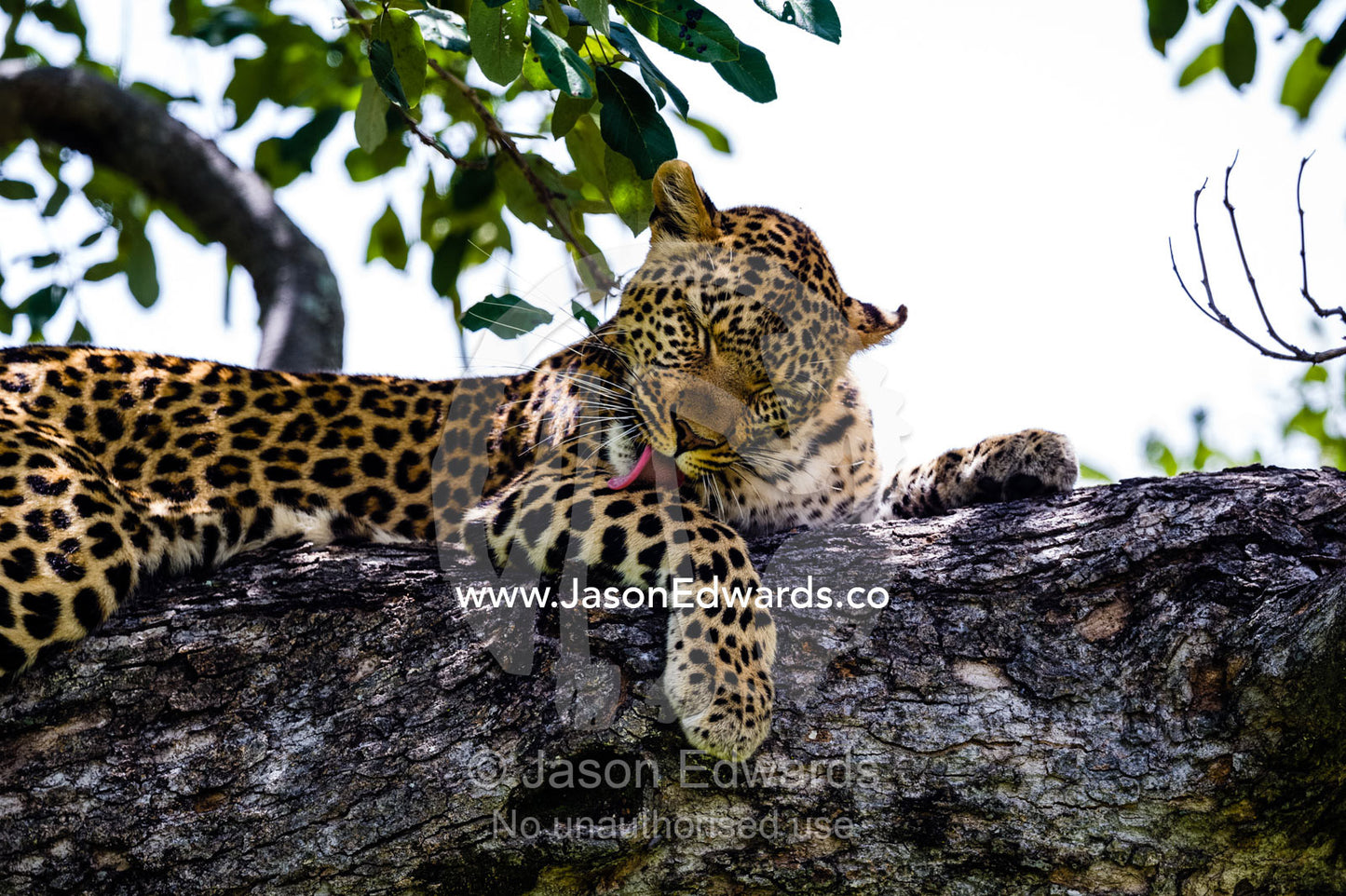 An African Leopard cleaning it's fur in the canopy of a tree. Zarafa Camp, Zibadianja Lagoon, Savute Channel, Linyanti, Botswana.