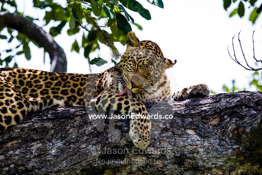 An African Leopard cleaning it's fur in the canopy of a tree. Zarafa Camp, Zibadianja Lagoon, Savute Channel, Linyanti, Botswana.