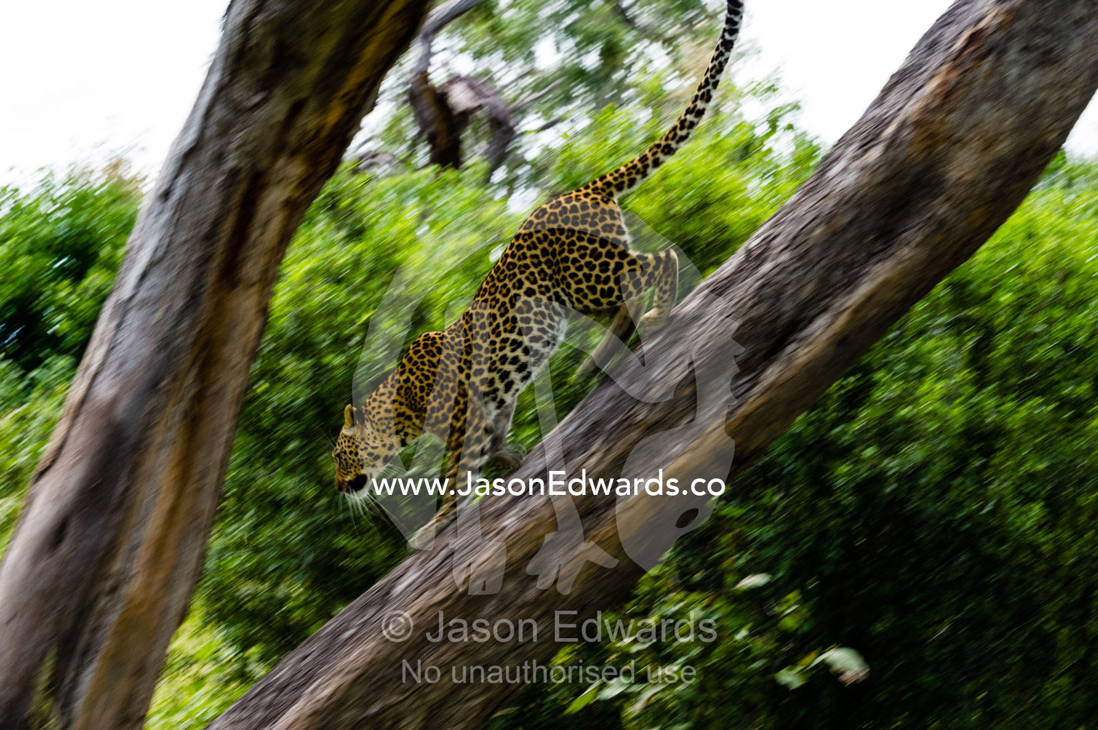 An African Leopard running down a tree branch. Zarafa Camp, Zibadianja Lagoon, Savute Channel, Linyanti, Botswana.