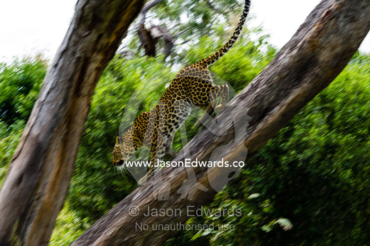 An African Leopard running down a tree branch. Zarafa Camp, Zibadianja Lagoon, Savute Channel, Linyanti, Botswana.