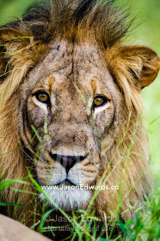 A portrait of a curious male African Lion with a shaggy mane watching intently. Selinda Reserve, Linyanti Region, Northern Botswana .