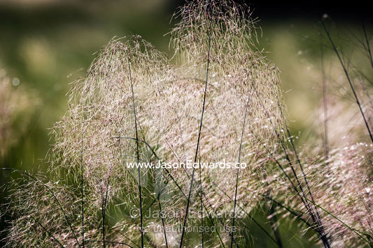 The delicate feathered seeding grass heads, backlit at sunset. Selinda Reserve, Linyanti Region, Northern Botswana .