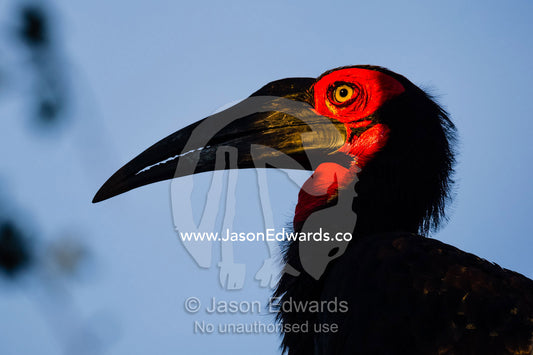The red fleshy face and long pointed bill of a Southern Ground Hornbill. Selinda Reserve, Linyanti Region, Northern Botswana.