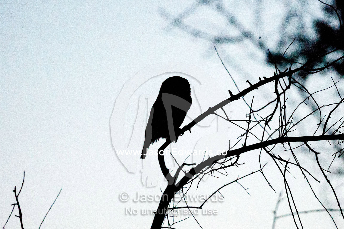 The silhouette of a Barred Owl roosting on a twig at night. Selinda Reserve, Linyanti Region, Northern Botswana.