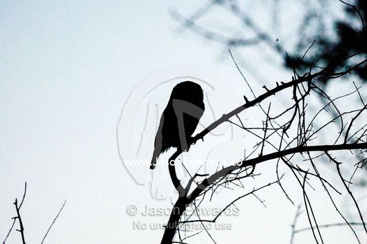 The silhouette of a Barred Owl roosting on a twig at night. Selinda Reserve, Linyanti Region, Northern Botswana.